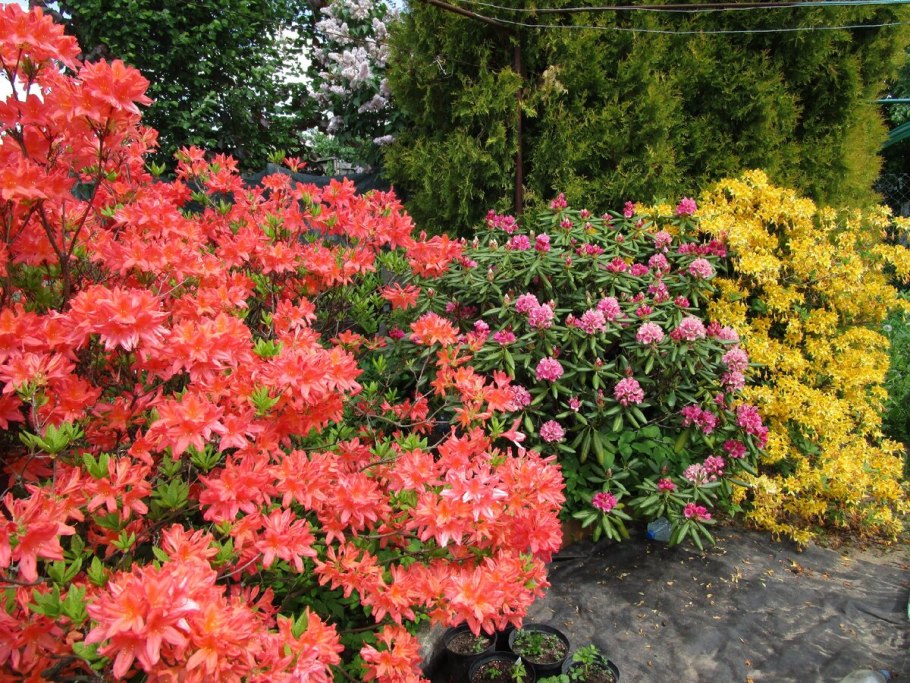 Рододендрон гибридный Анна платинум