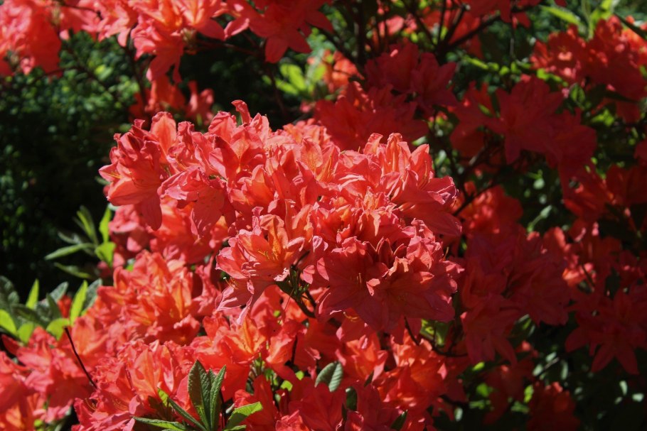 Рододендрон Mikkeli