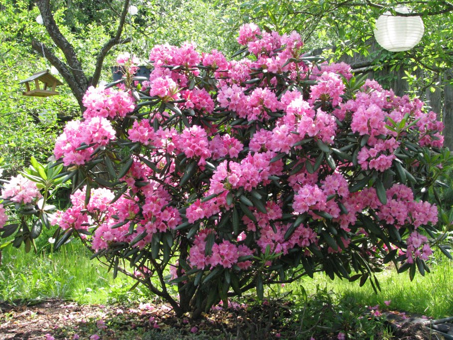 Рододендрон вечнозеленый Смирнова