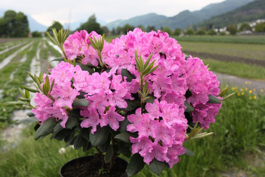 Рододендрон розеум элеганс
