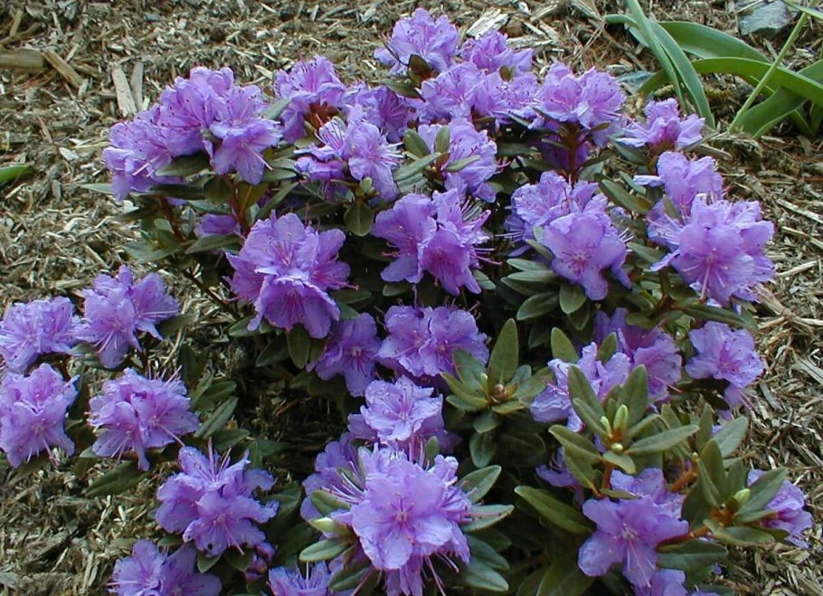 Рододендрон луковичный