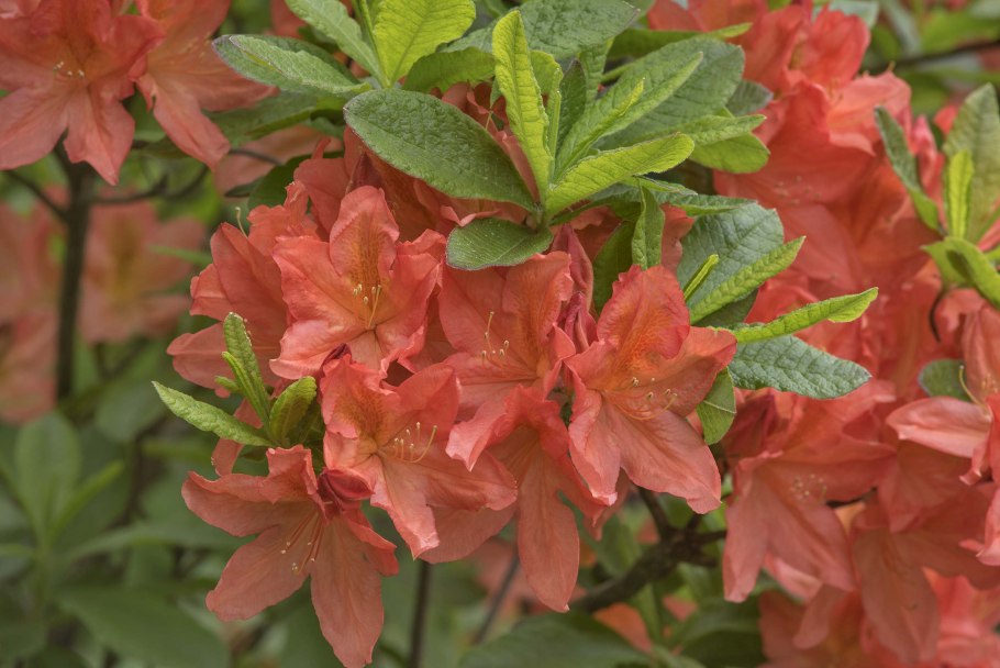 Рододендрон Розеум Элеганс