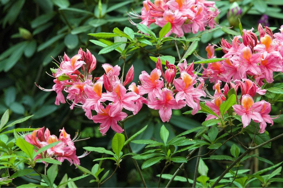 Рододендрон гейша перпл