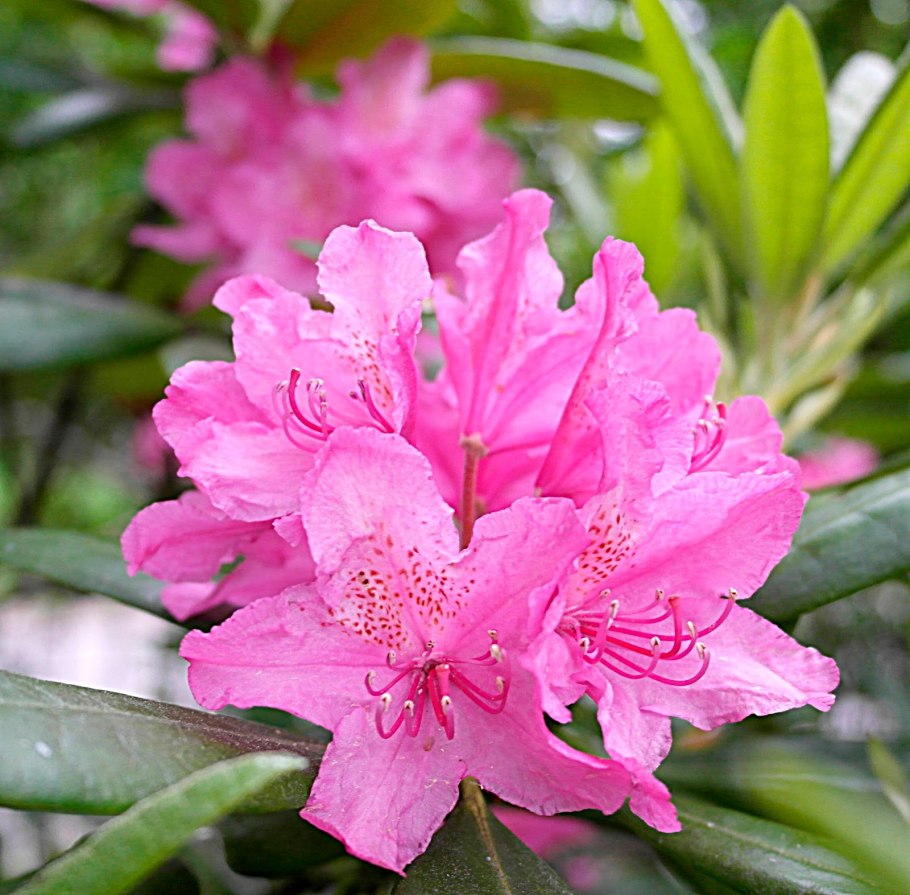 Рододендрон (Japanese Azalea) Maruschka