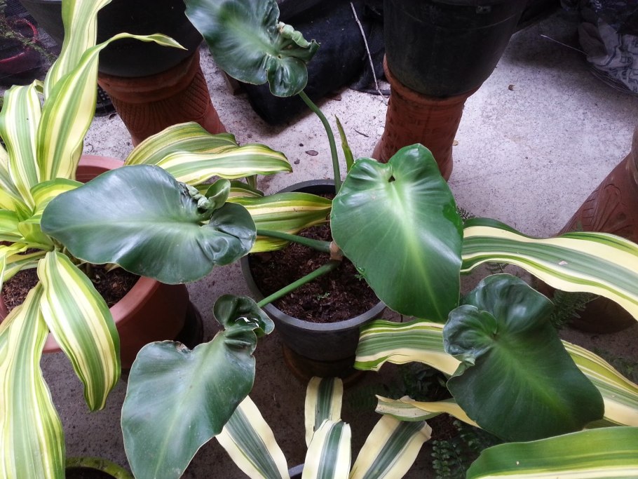 Филодендрон rugosum Philodendron rugosum