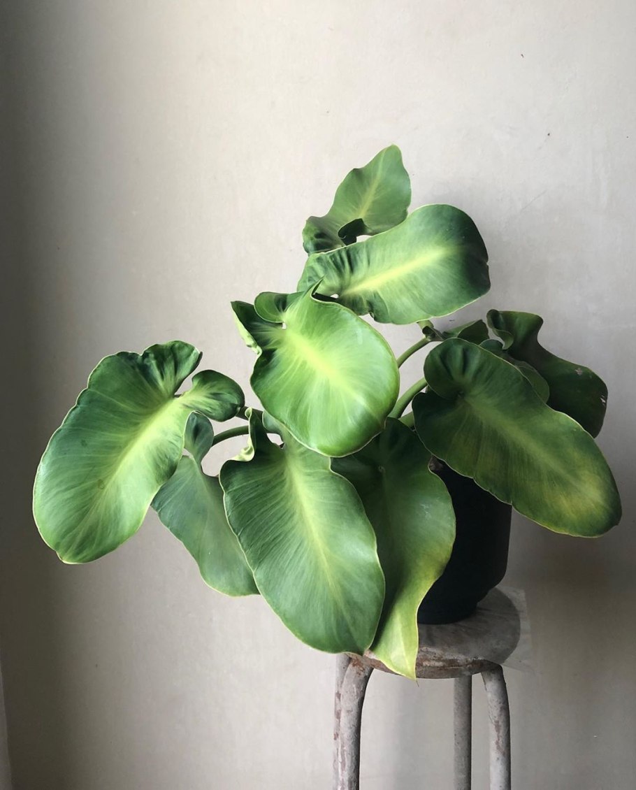 Филодендрон rugosum Philodendron rugosum