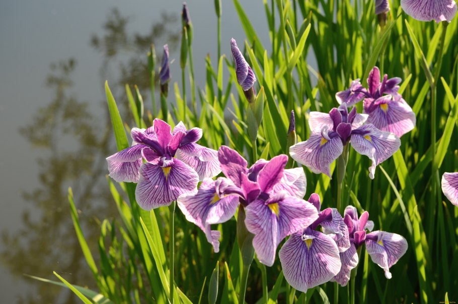 Ирис Касатик