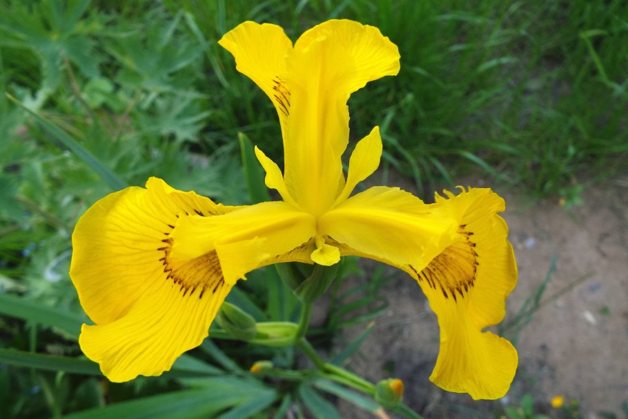 Ирис Сибирский Iris sibirica