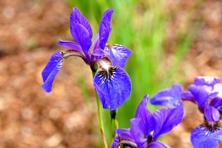 Ирис Сибирский ай си Старз