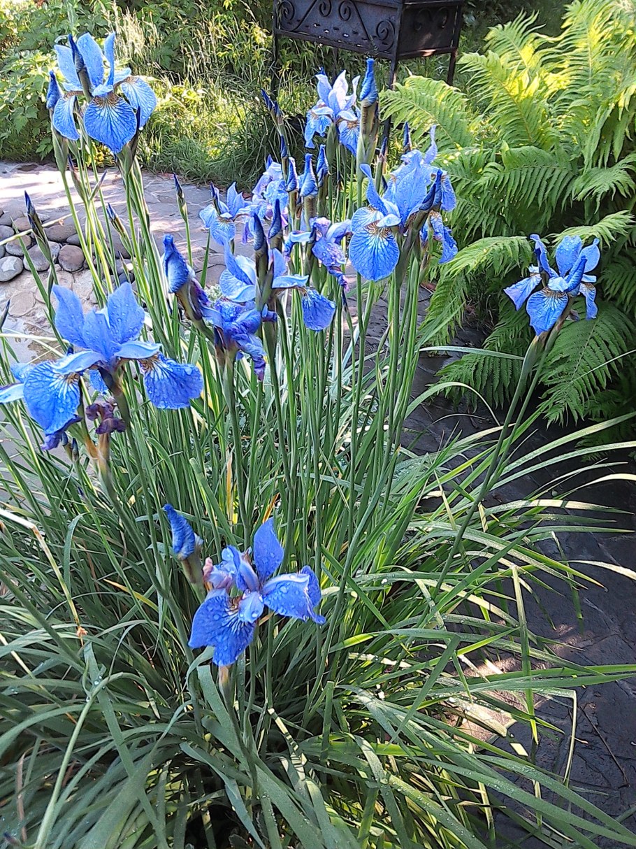 Ирис Сибирский Shaker's Prayer