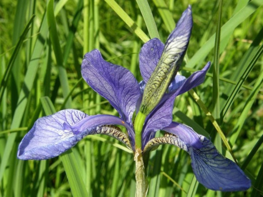 Цветок Сибирский Ирис Касатик