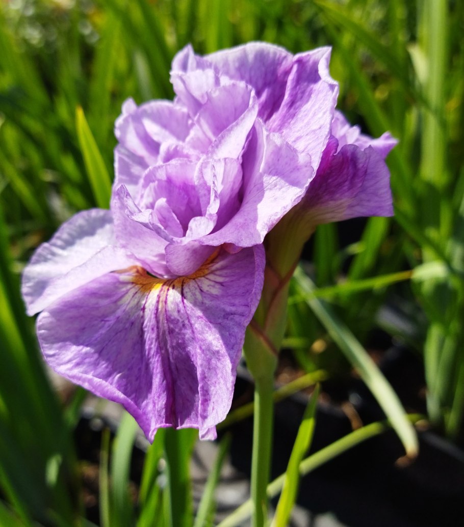 Ирис Сибирский Суон ин Флайт