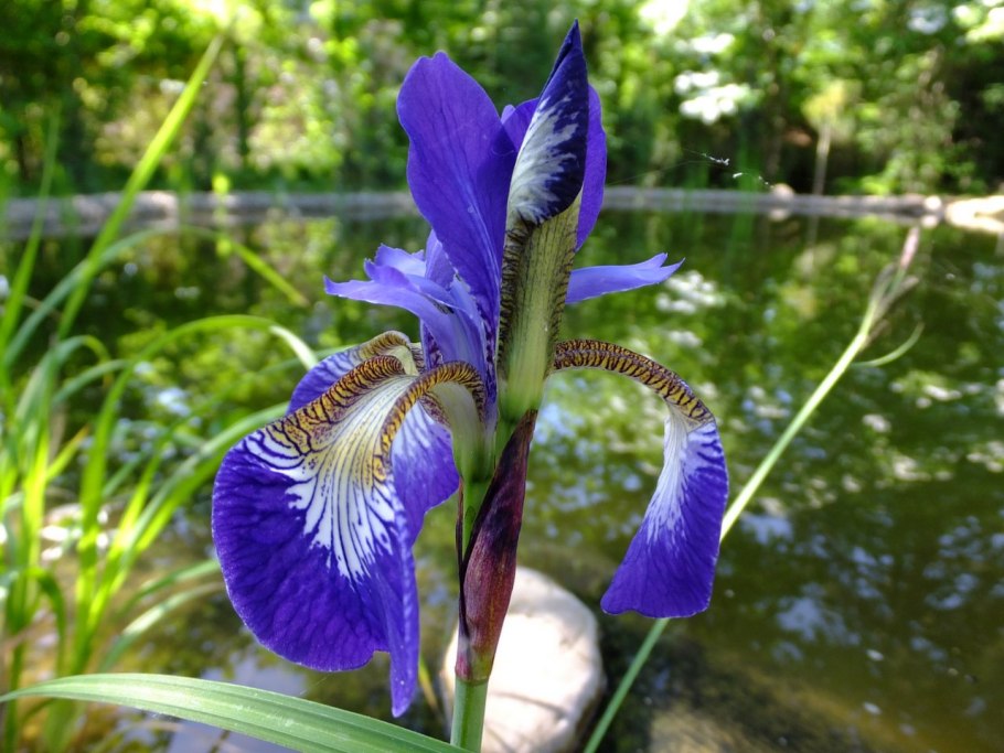 Ирис Каррьер