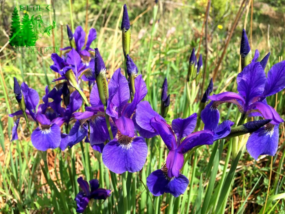 Ирис Касатик