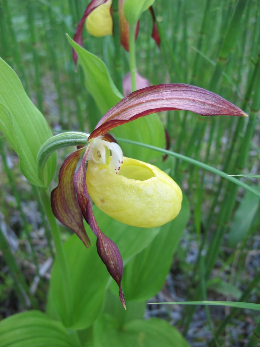 Венерин башмачок настоящий