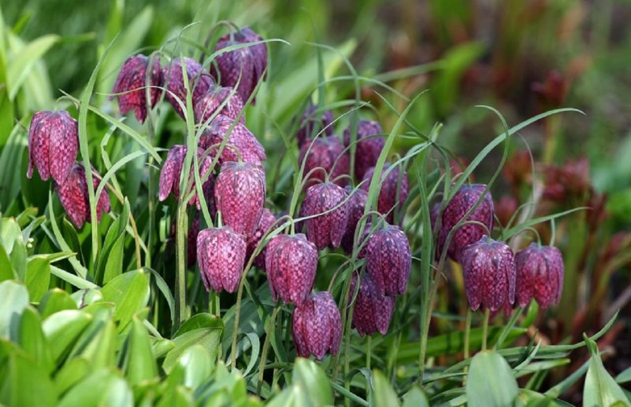 Рябчик малый — Fritillaria meleagroides