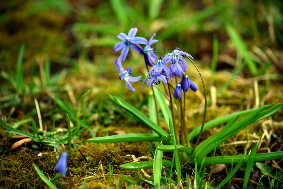 Флора заповедника "Галичья гора"