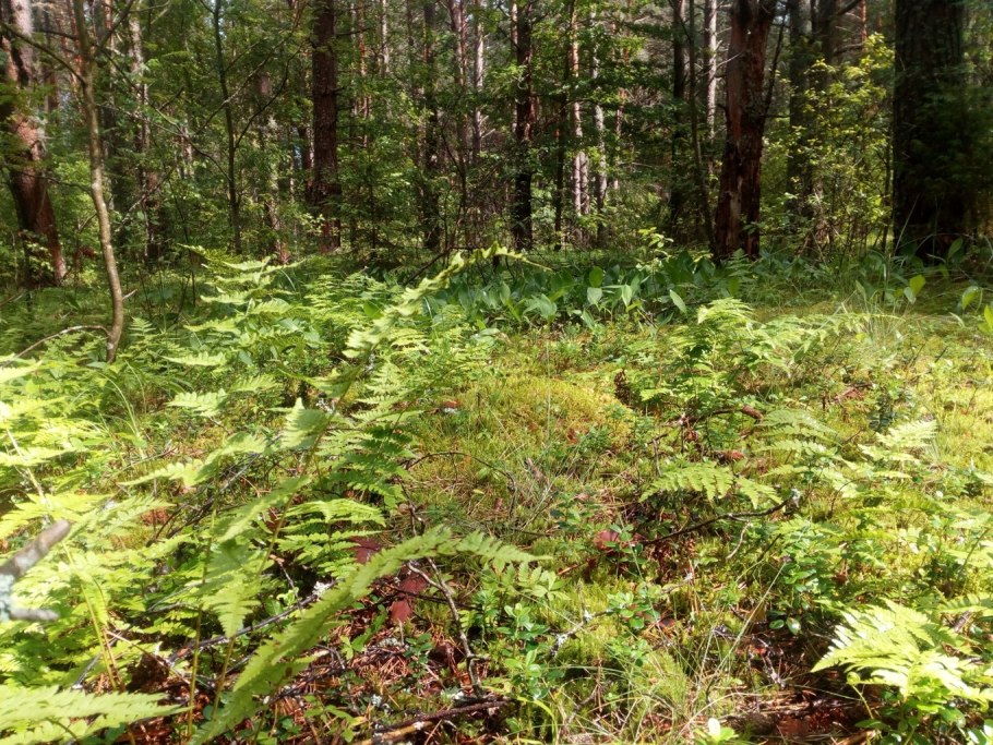 Тропа Сосновый Бор в Орловском Полесье