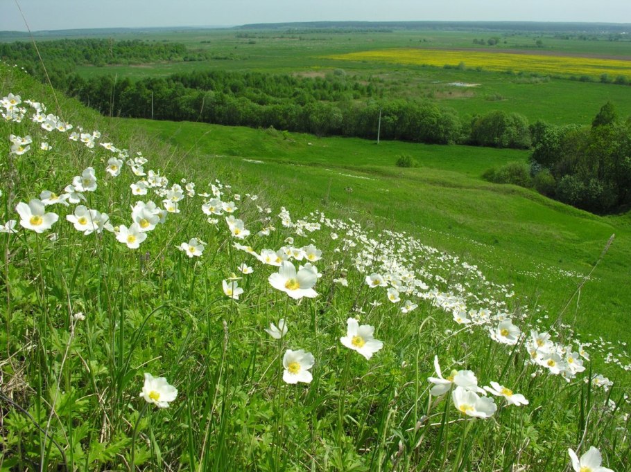 Луга Калужской области