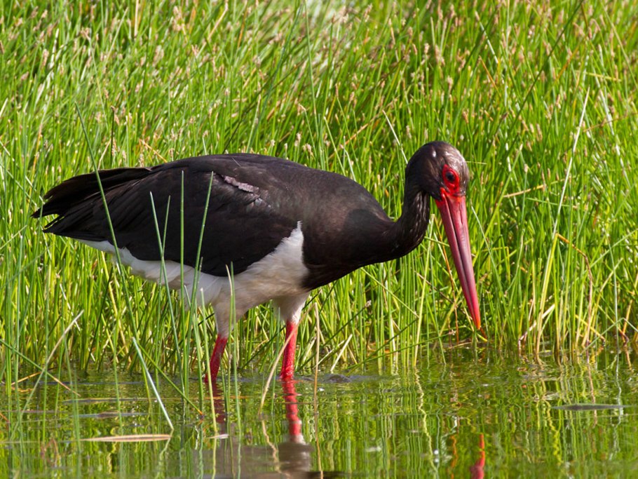 Уссурийский заповедник черный Аист