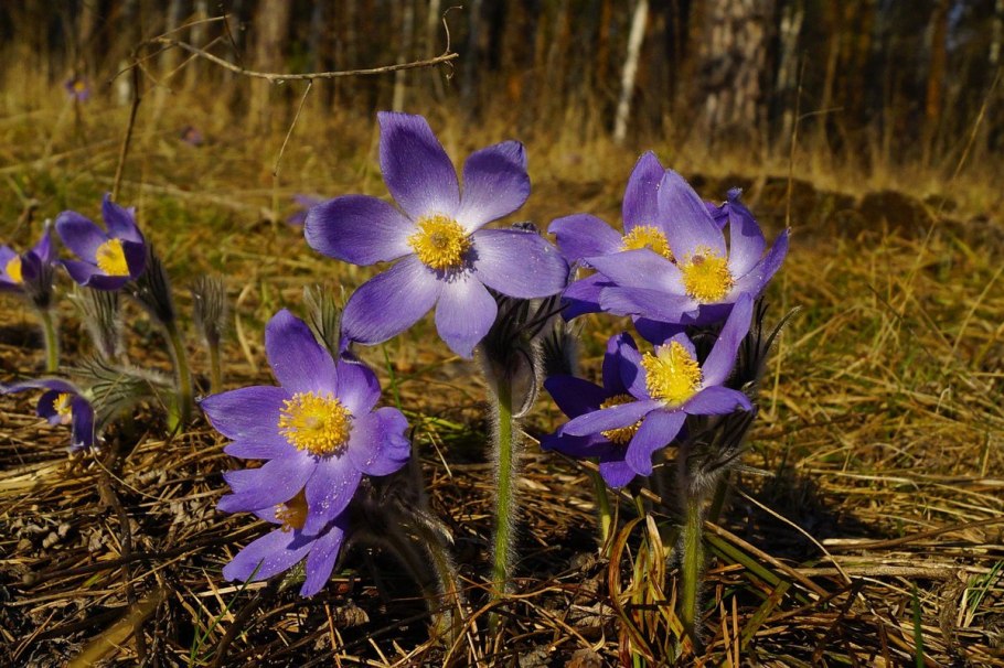 Флора национальный парк Мещера