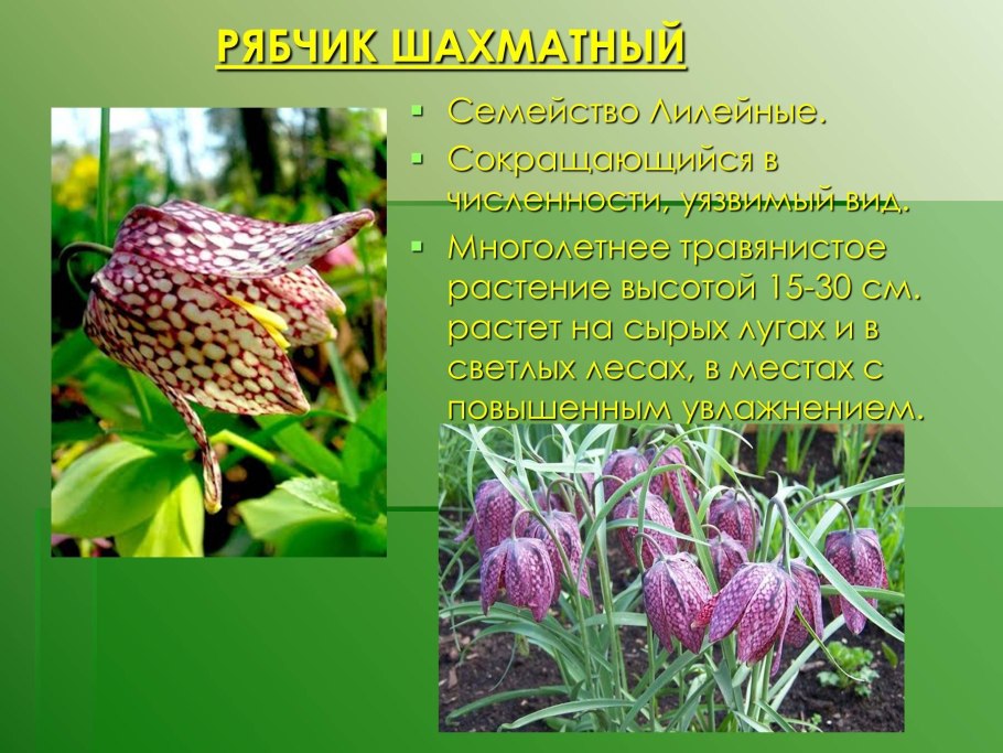 Краснокнижные растения рябчик шахматный