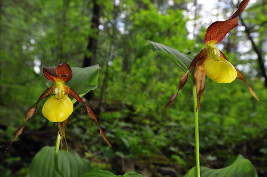 Флора заповедника Брянский лес