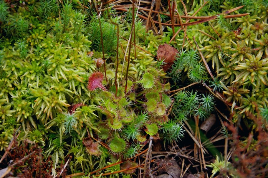 Росянка Орловское Полесье