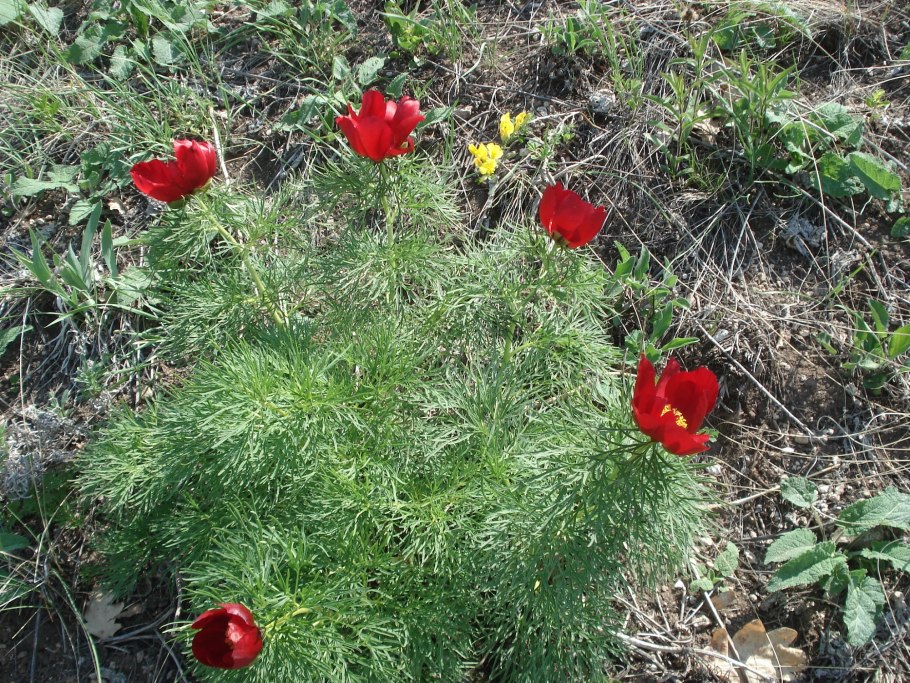 Пион тонколистный всходы