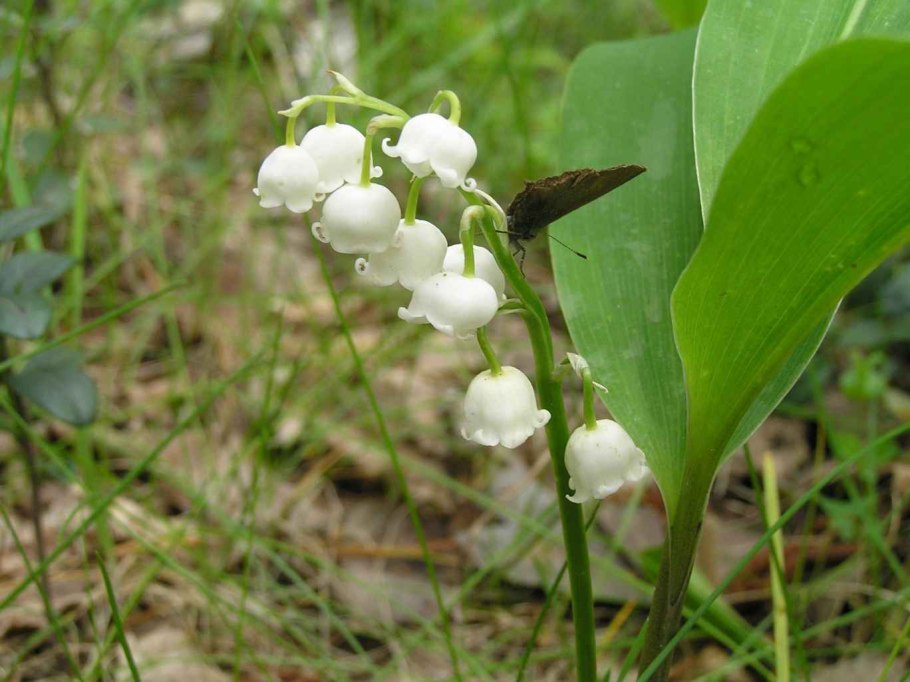 Растения заповедника Нургуш