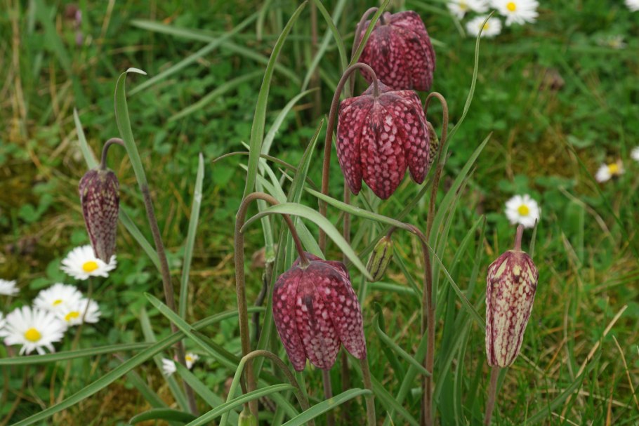 Рябчик шахматовидный