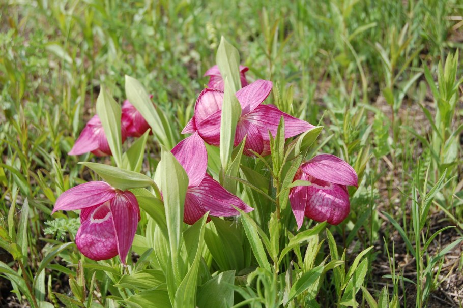 Башмачок крупноцветковый Джергинский заповедник