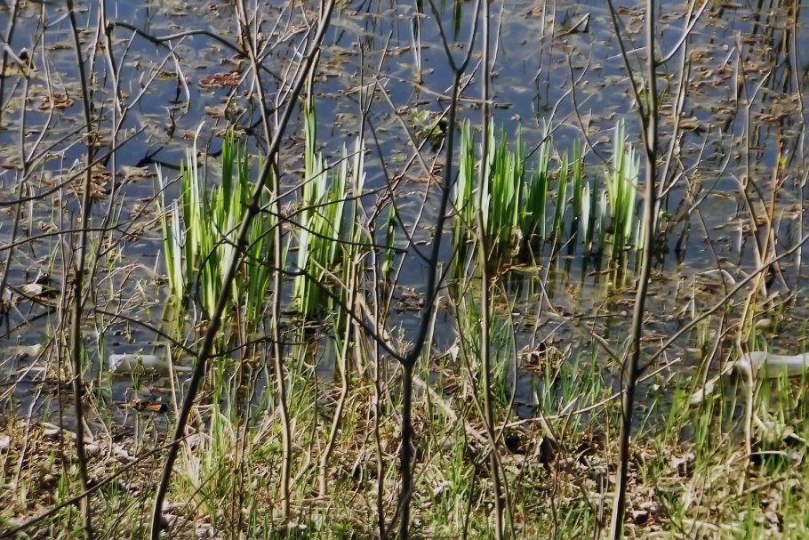 Болотная трава