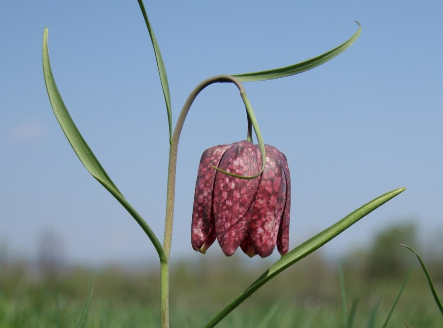 Рябчик Дэвиса