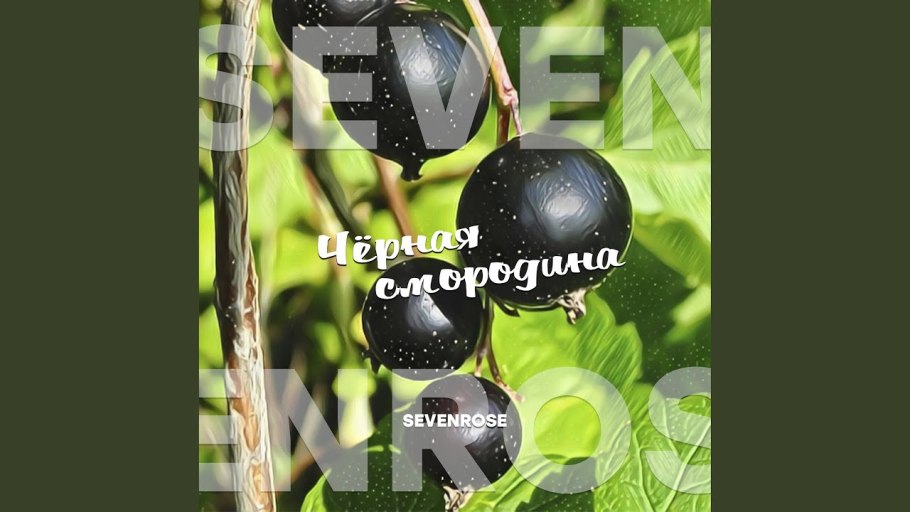 Алена Росс черная смородина