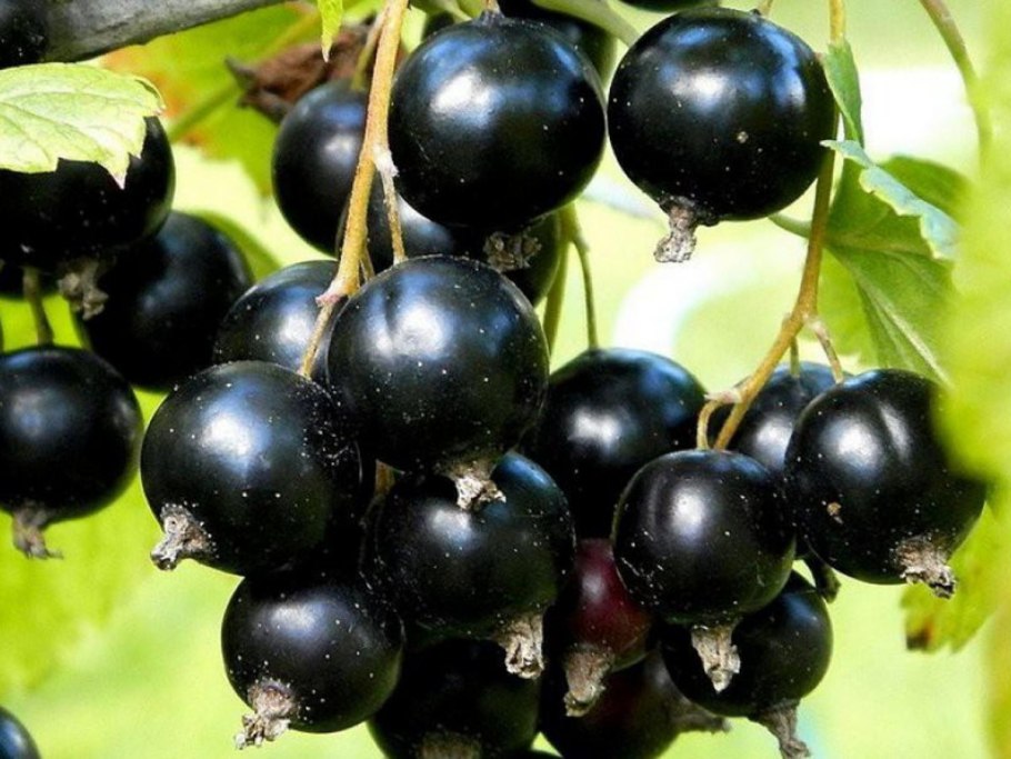 Черная смородина сорт Перун