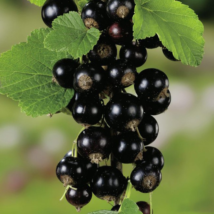 Смородина черная Титания