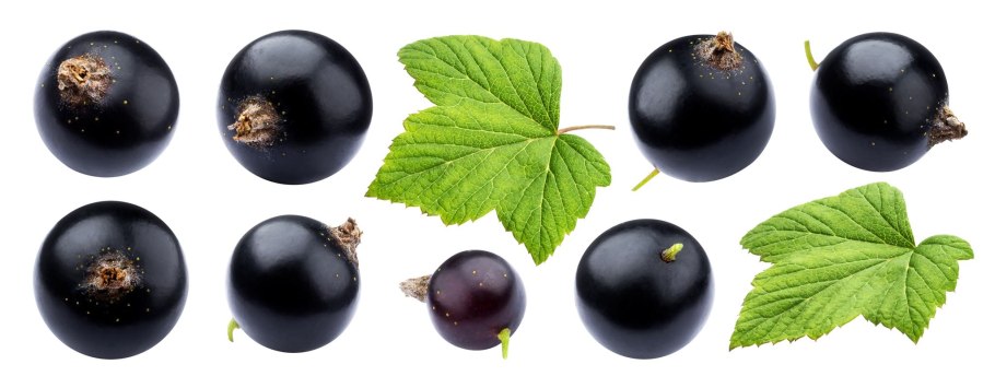 Черная смородина на белом фоне