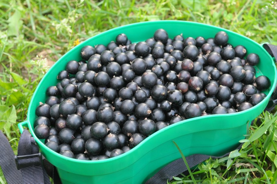 Черная смородина сорт Дачница