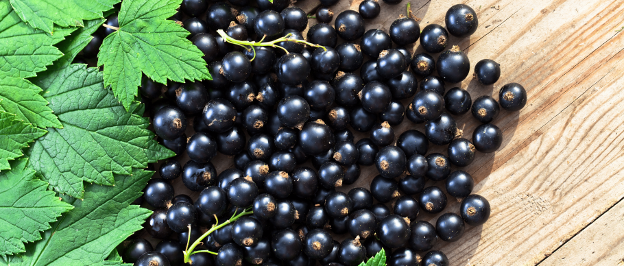 Смородина чёрная