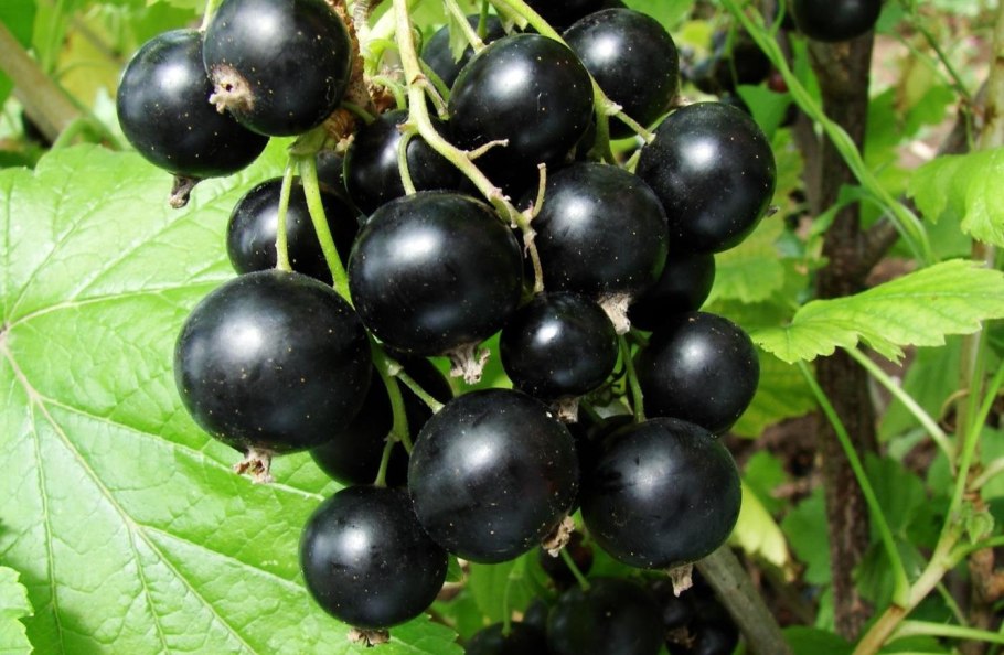 Смородина черная Селеченская 2