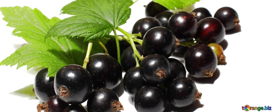 Смородина чёрная Ариадна