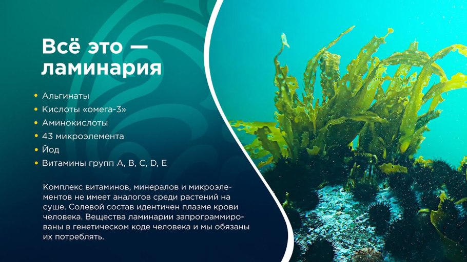 Ламинария водоросли Охотское море