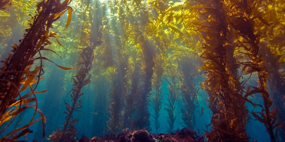 Ламинария в Северном Ледовитом океане