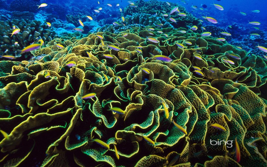 Макроцистис водоросли