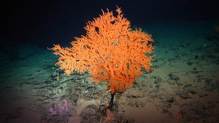 Охотское море морская капуста