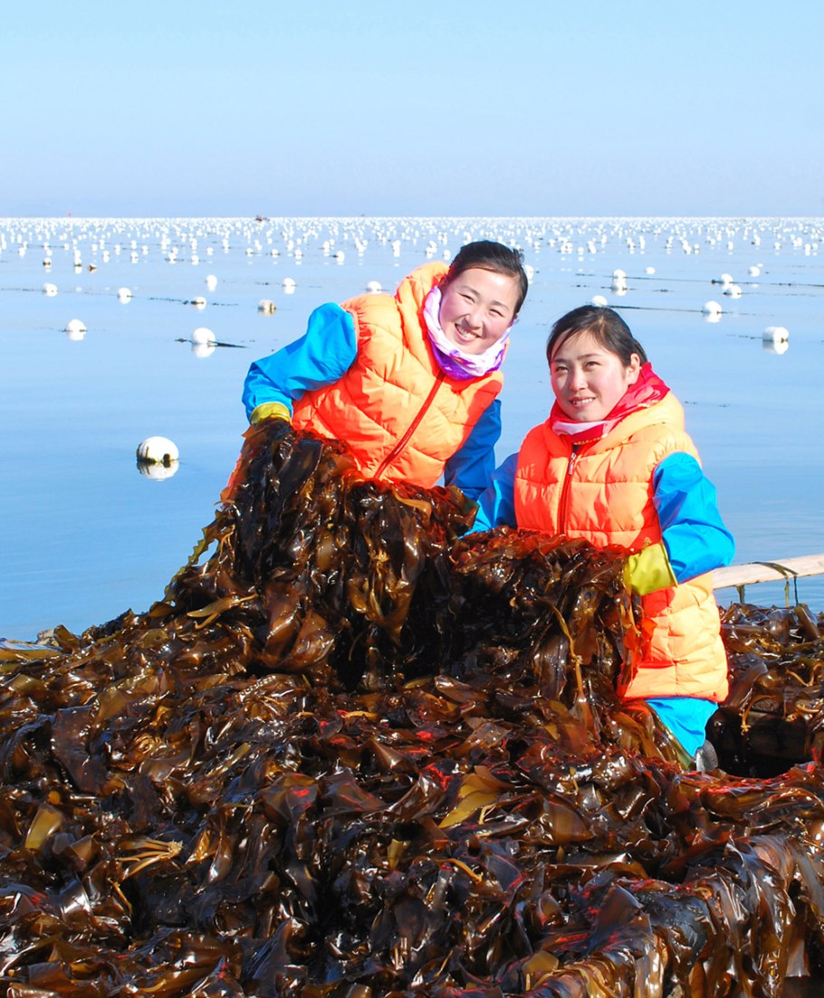 Макроцистис водоросли
