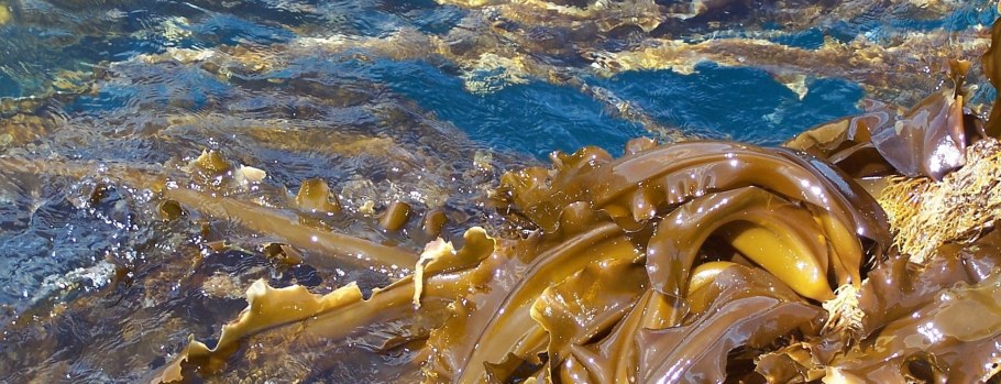 Макроцистис пирифера