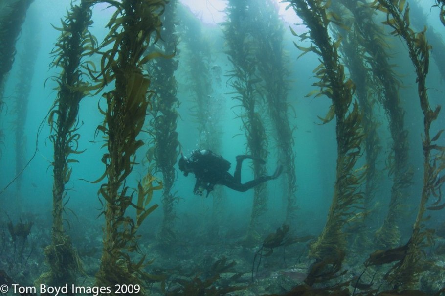 Ламинария японская морская капуста