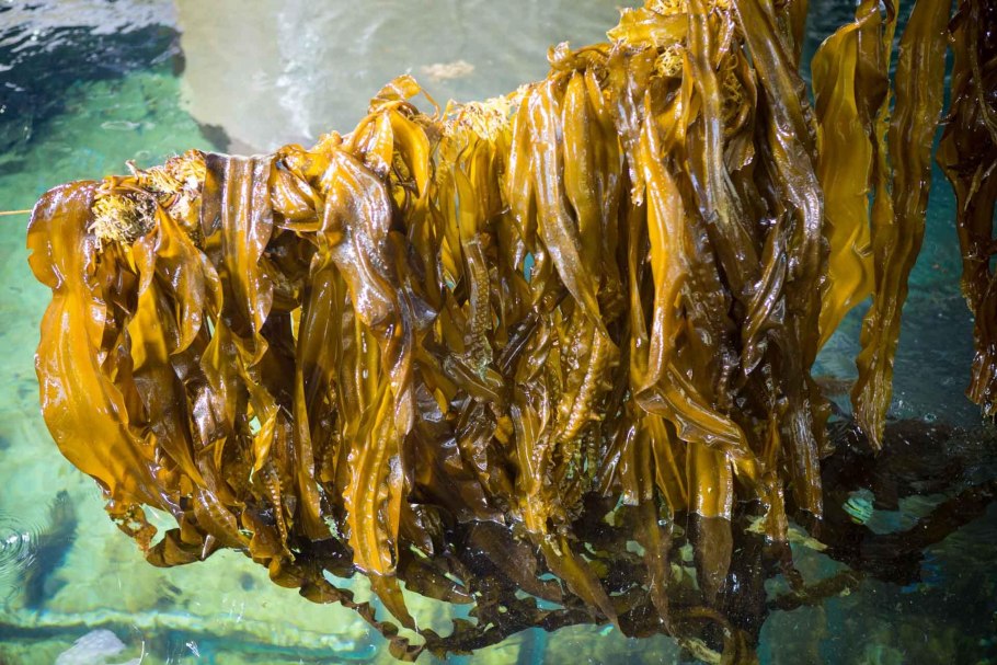 Kelp бурая водоросль